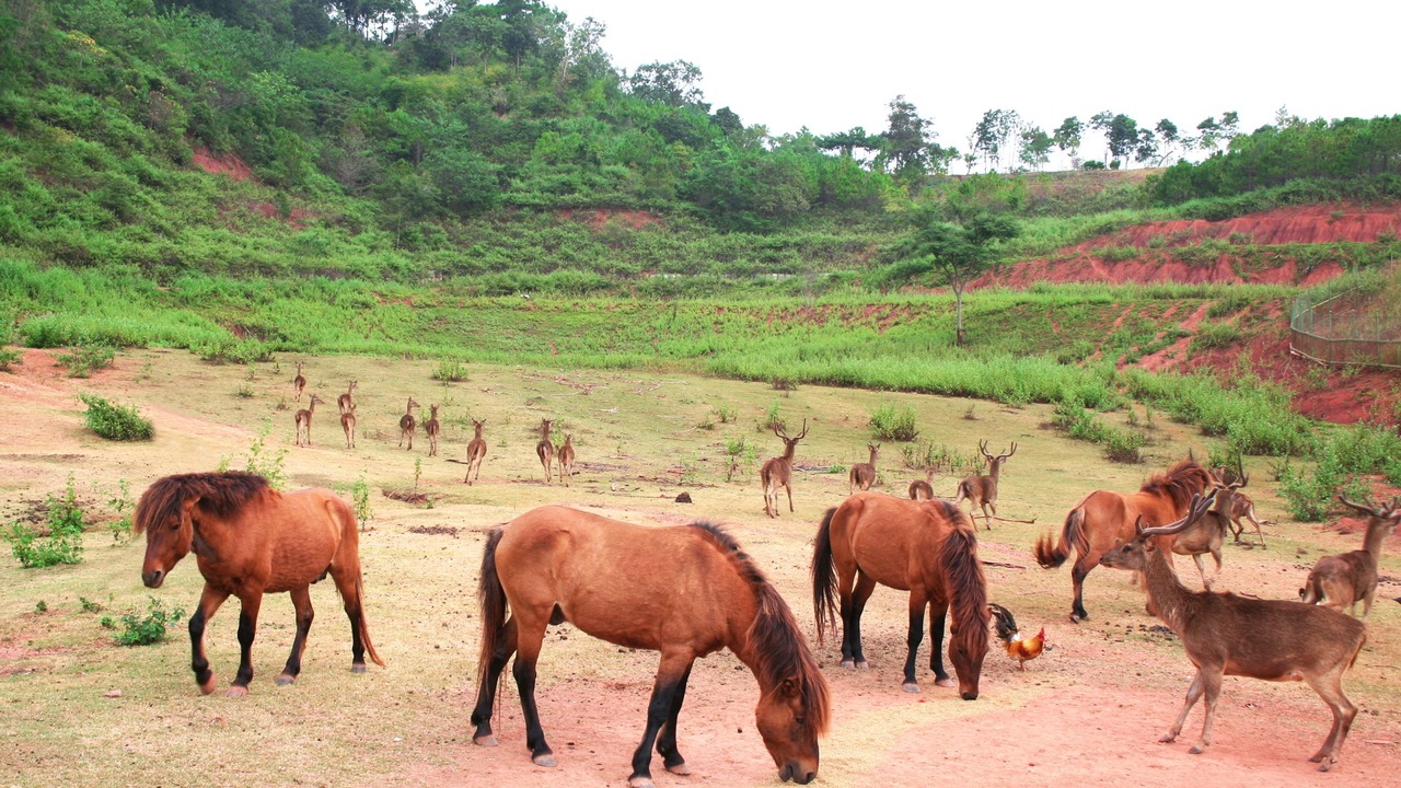 Photo of Others in Dan Sai