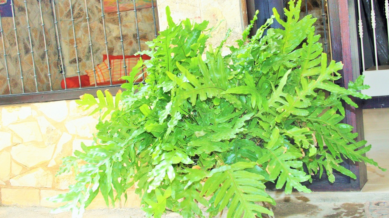 Photo of Outdoor in Managua