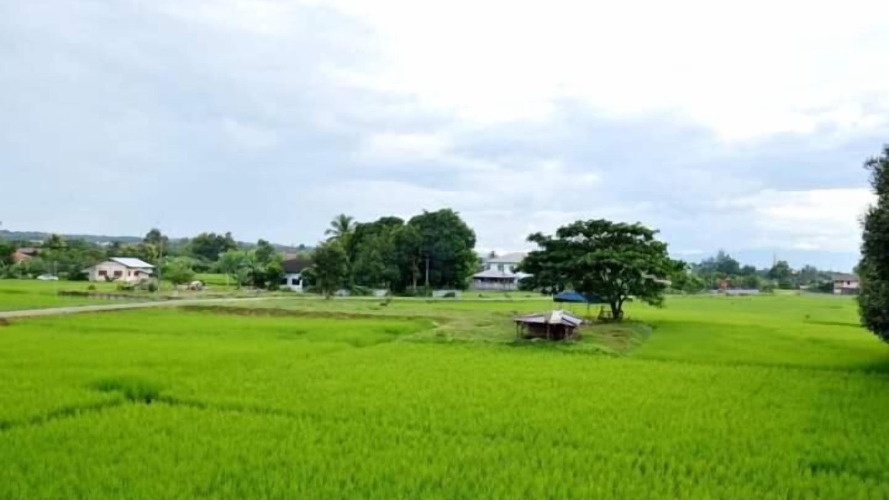 Photo of Others in Pua