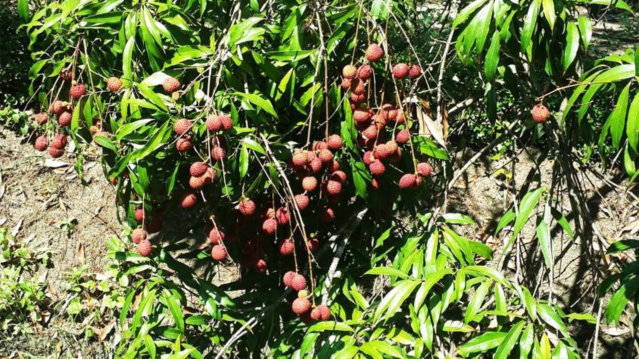 Photo of Outdoor in Bang Khonthi