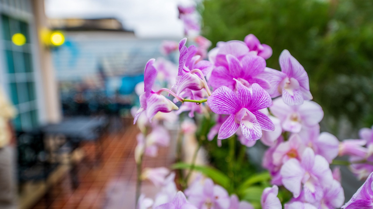 Photo of Outdoor in Wat Sam Phraya