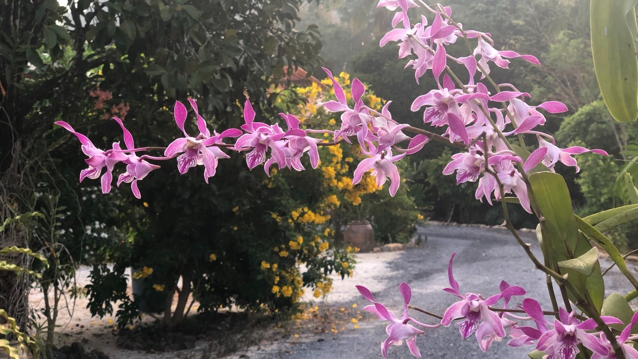 Photo of Outdoor in Sichon