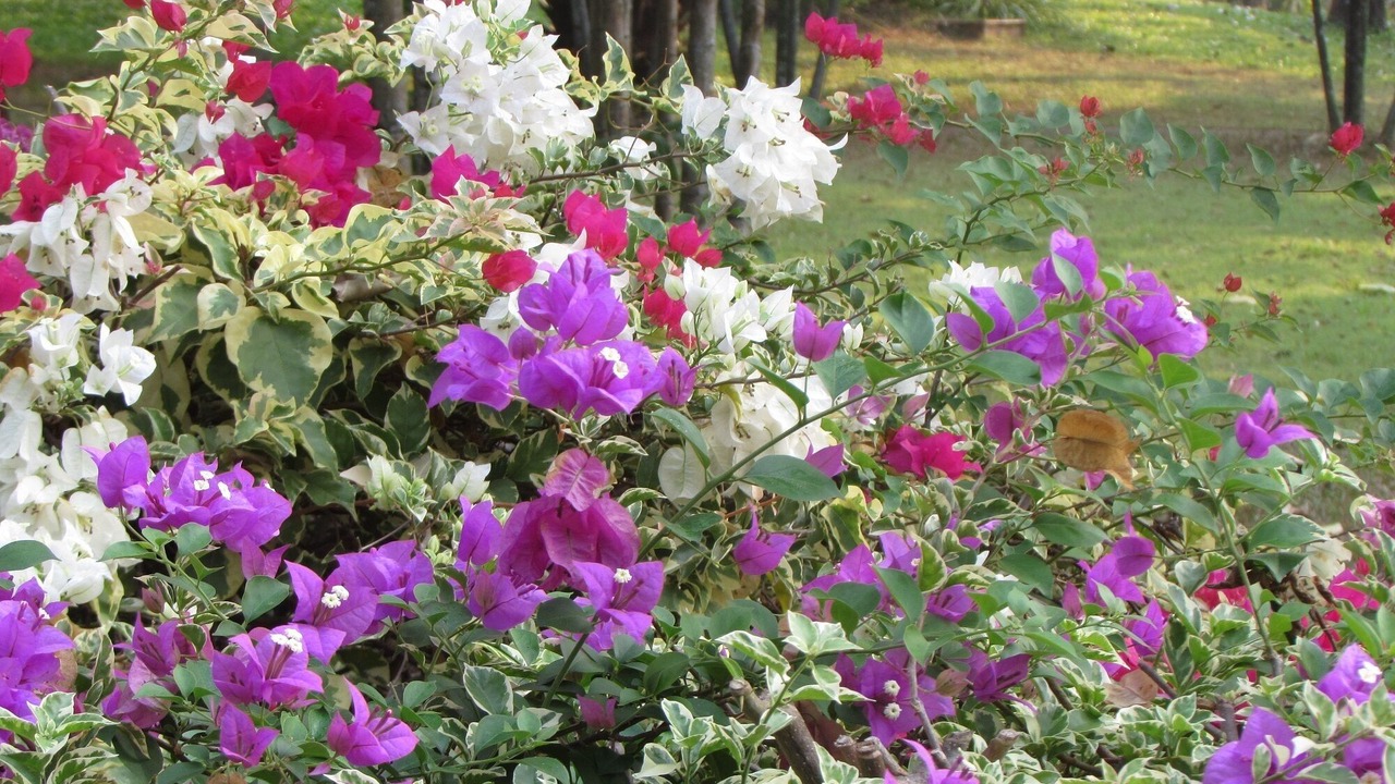 Photo of Outdoor in Kram