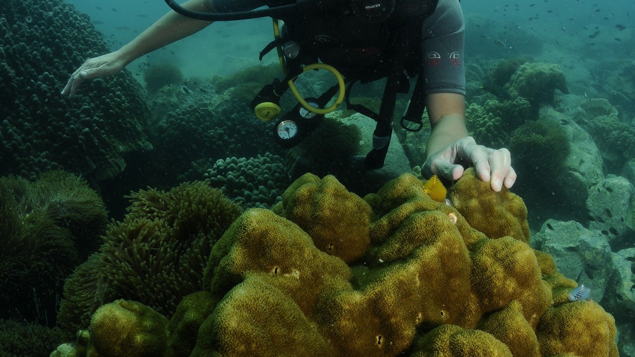 Photo of Others in Ko Chang