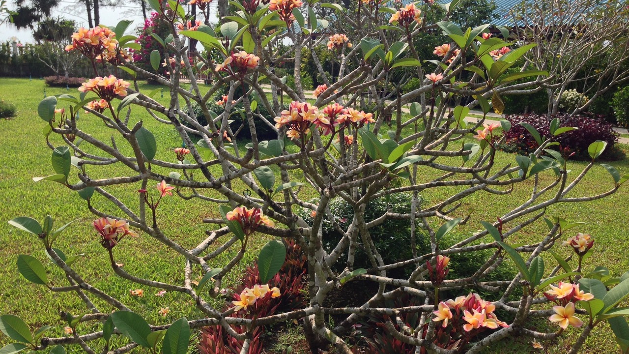 Photo of Outdoor in Thai Mueang