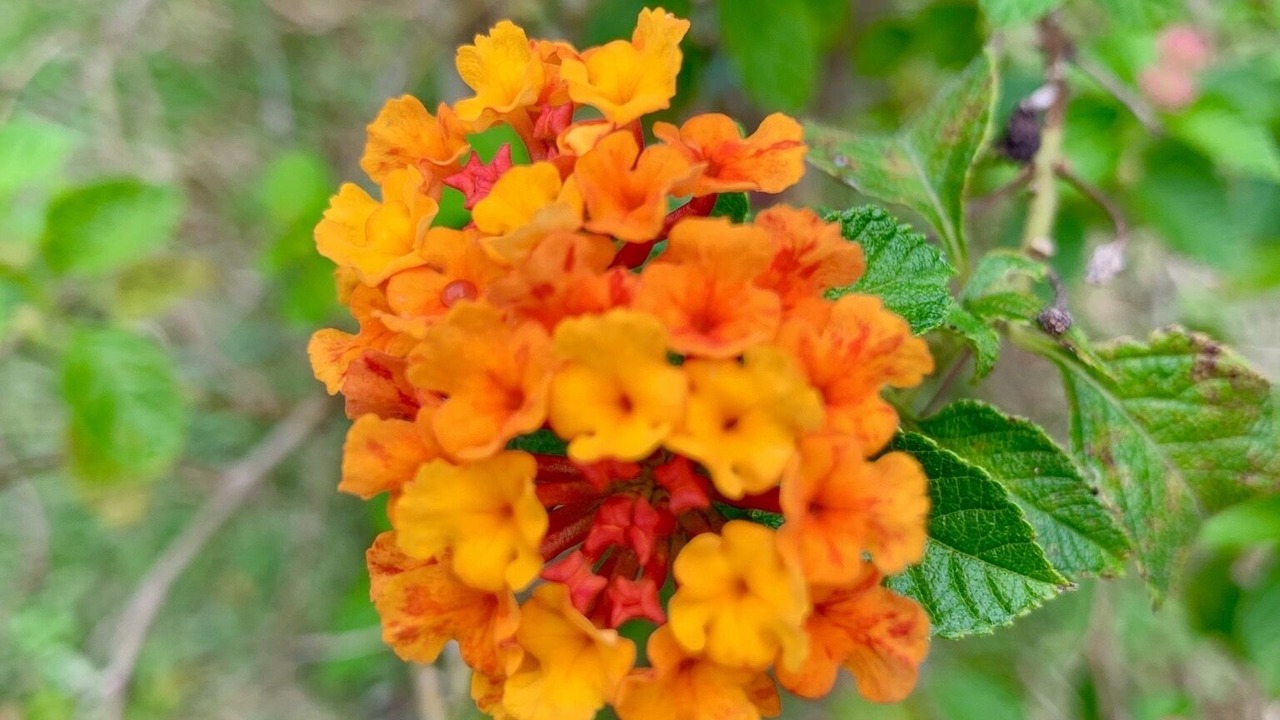 Photo of Outdoor in Nong Thale
