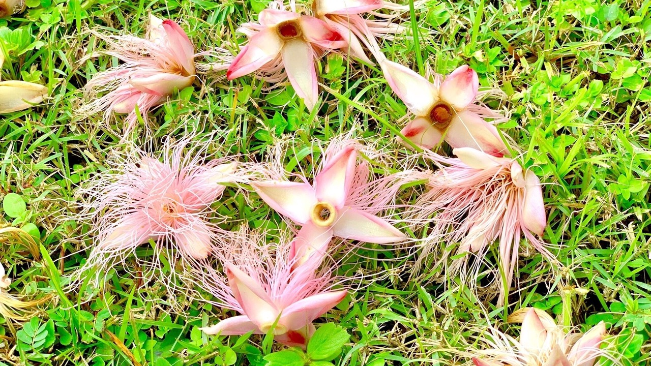 Photo of Outdoor in Nong Thale