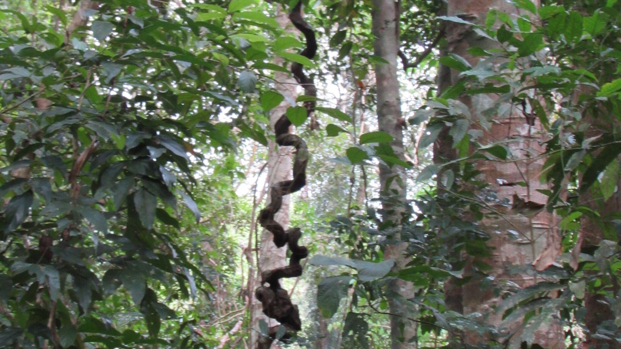 Photo of Outdoor in Kram