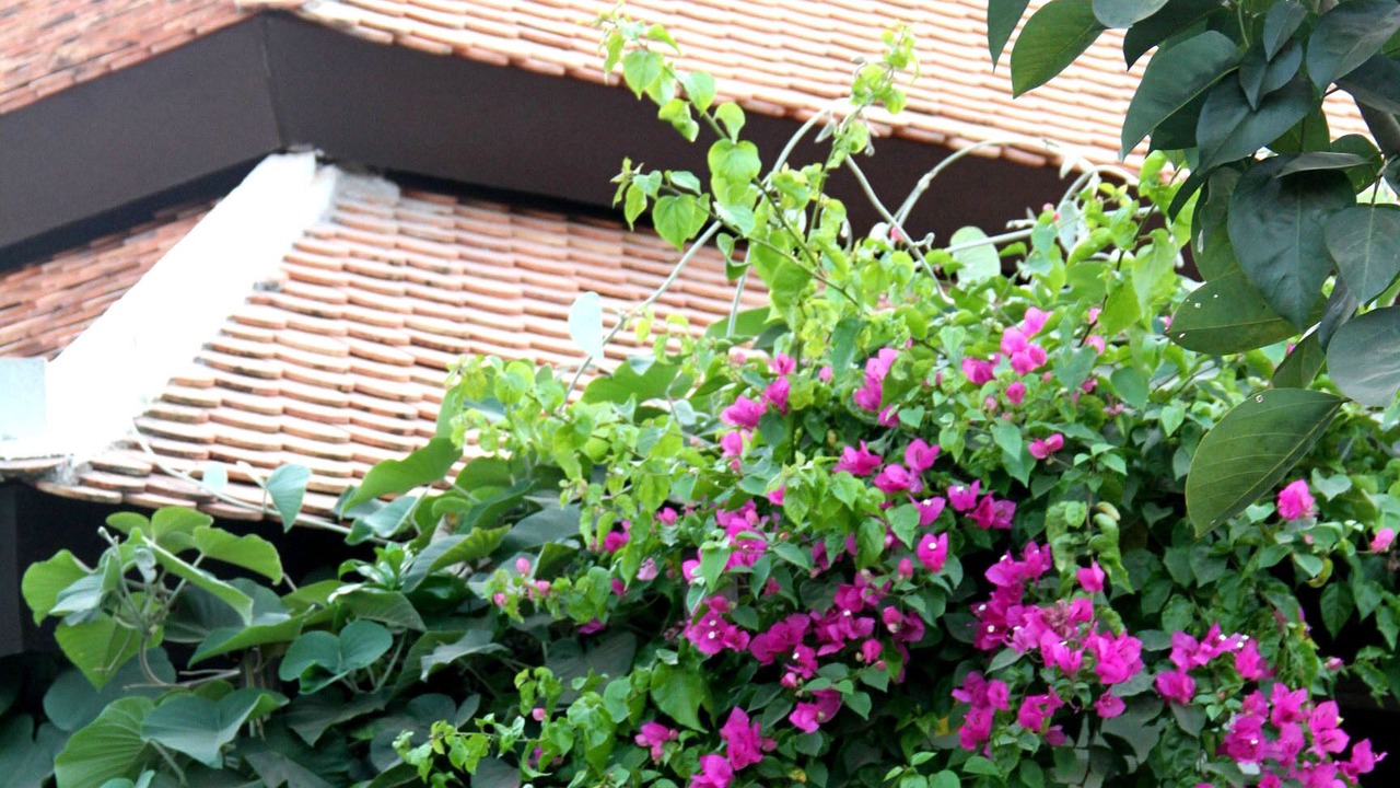Photo of Outdoor in Wat Bo Area