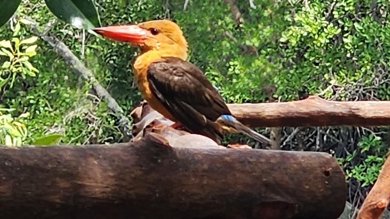 Photo of Others in Phangnga