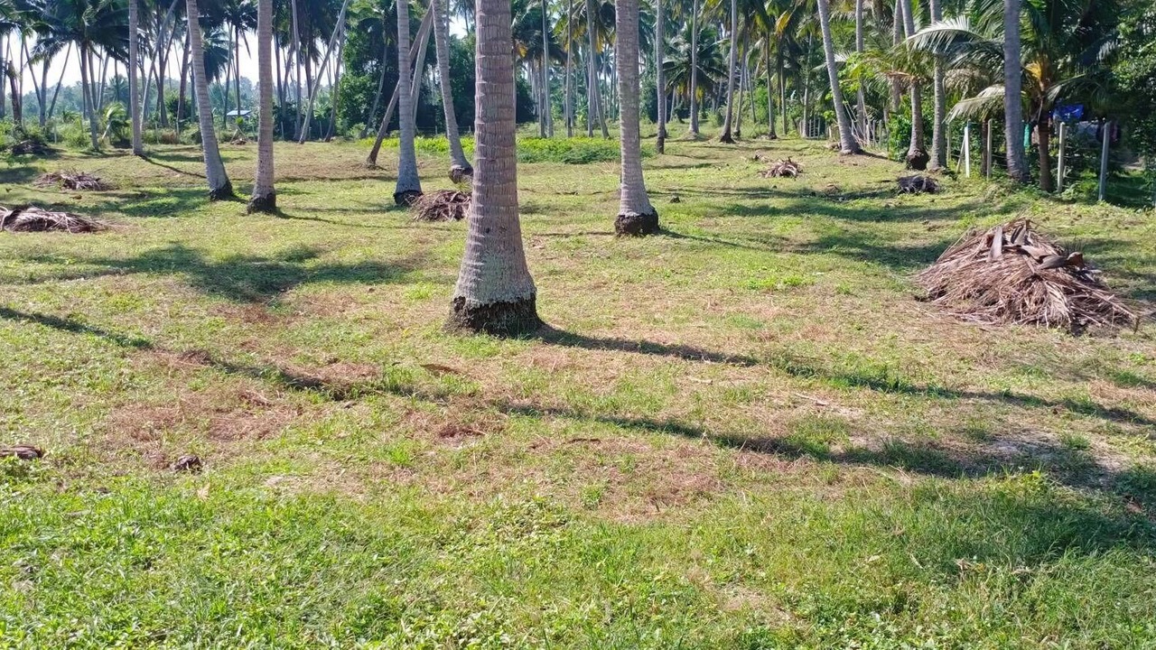 Photo of Others in Thong Chai