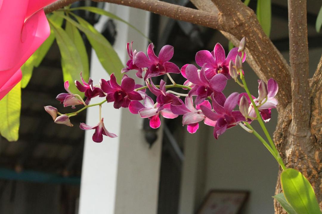 Photo of Others in Kampot