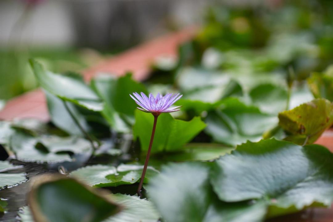 Photo of Others in Luang Prabang