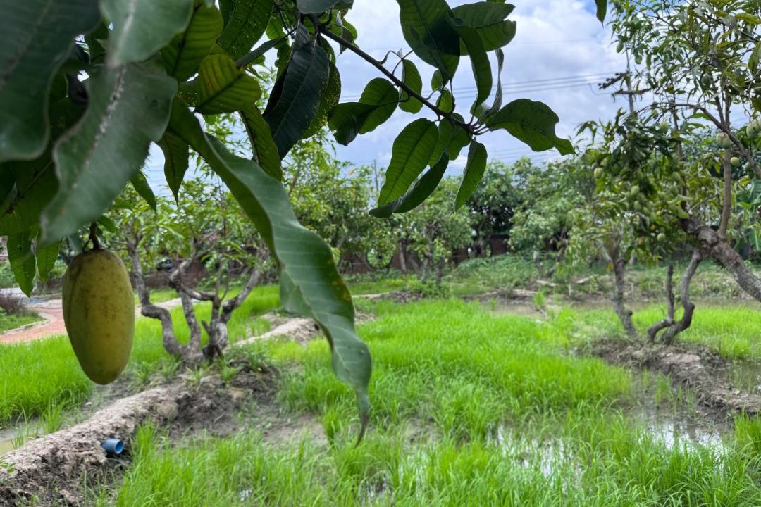 Photo of Others in Mae Rim