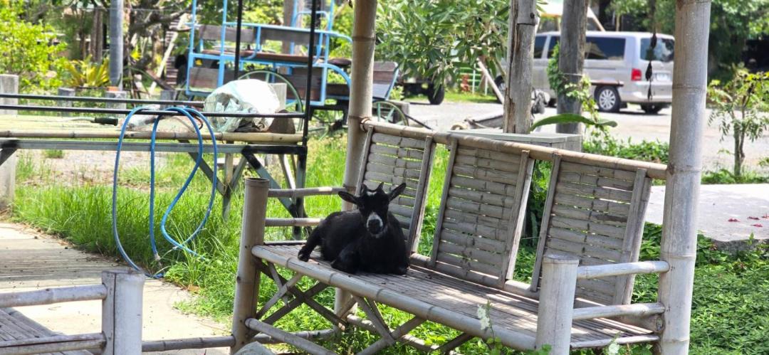 Photo of Others in Nong Tao