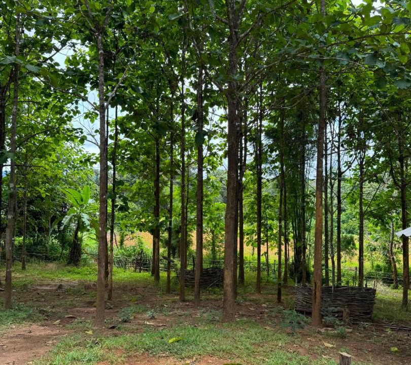 Photo of Others in Samoeng