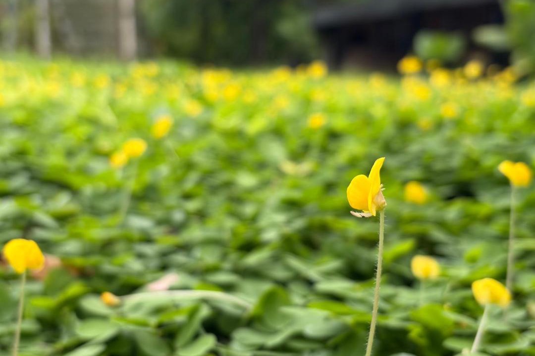 Photo of Outdoor in Mae Kon