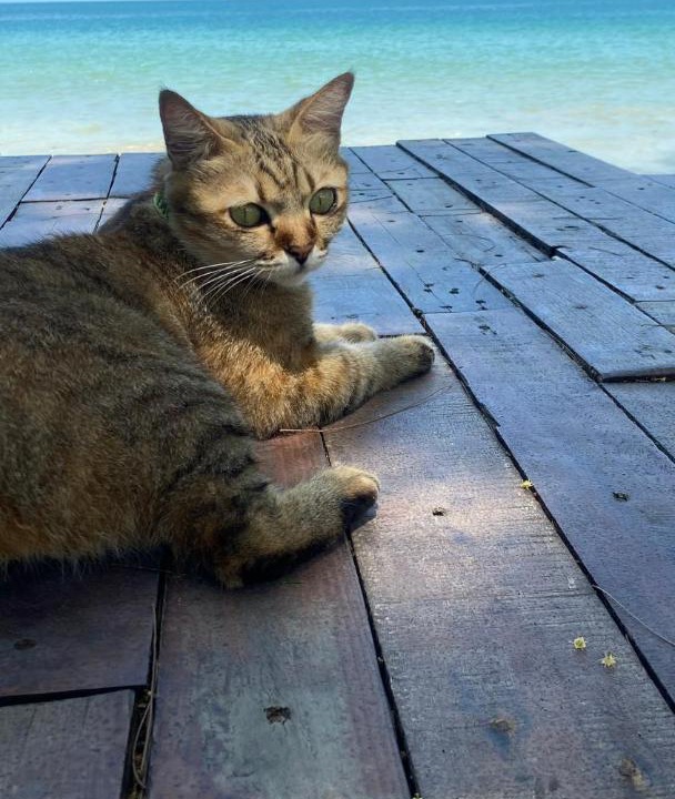 Photo of Others in Ko Lanta