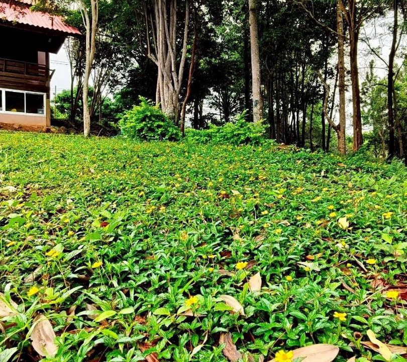 Photo of Others in Kaset Sombun