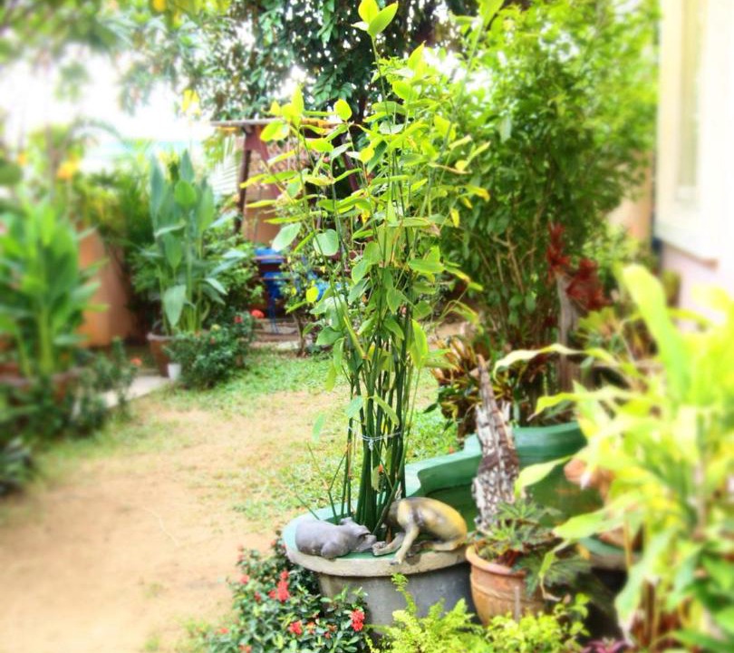 Photo of Others in Chiang Mai