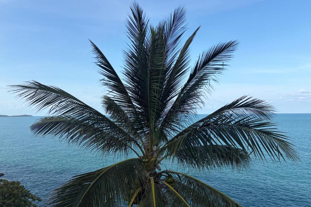 Photo of Others in Lamai