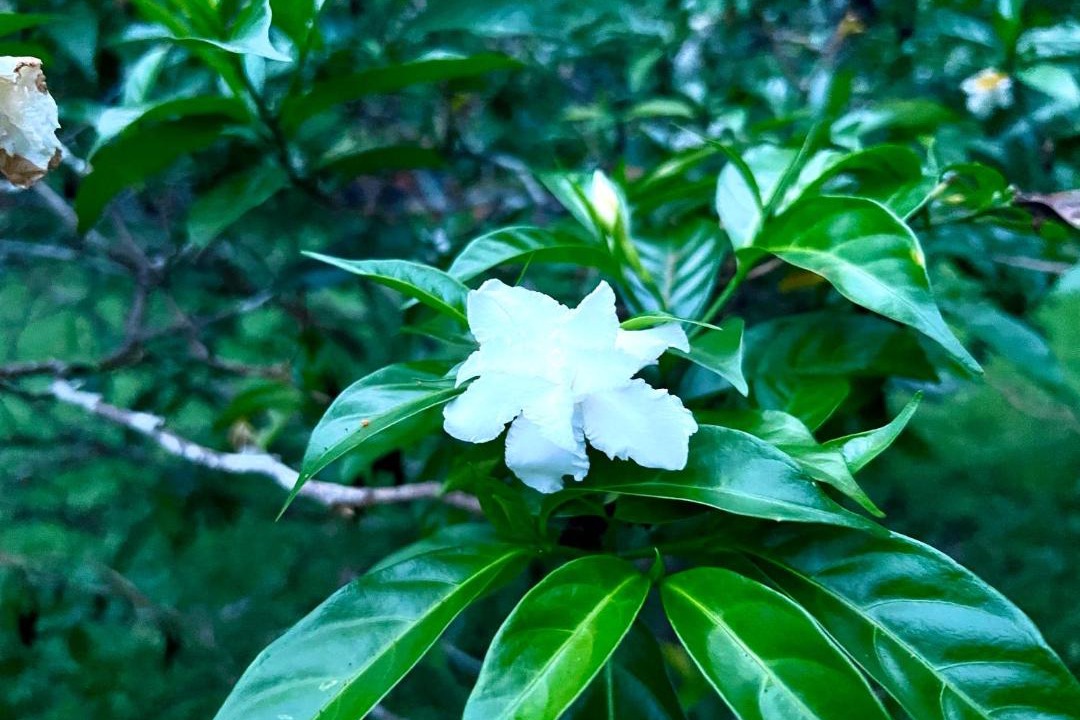 Photo of Outdoor in Phetchabun