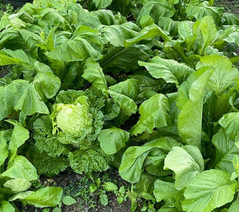 Photo of Outdoor in Mae Kon