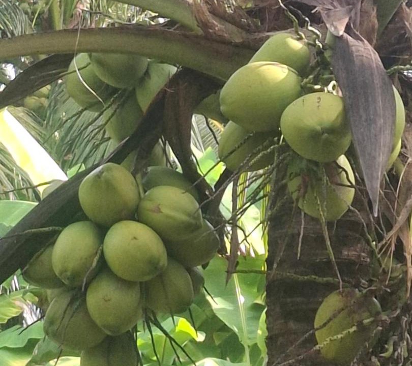 Photo of Others in Ko Yao