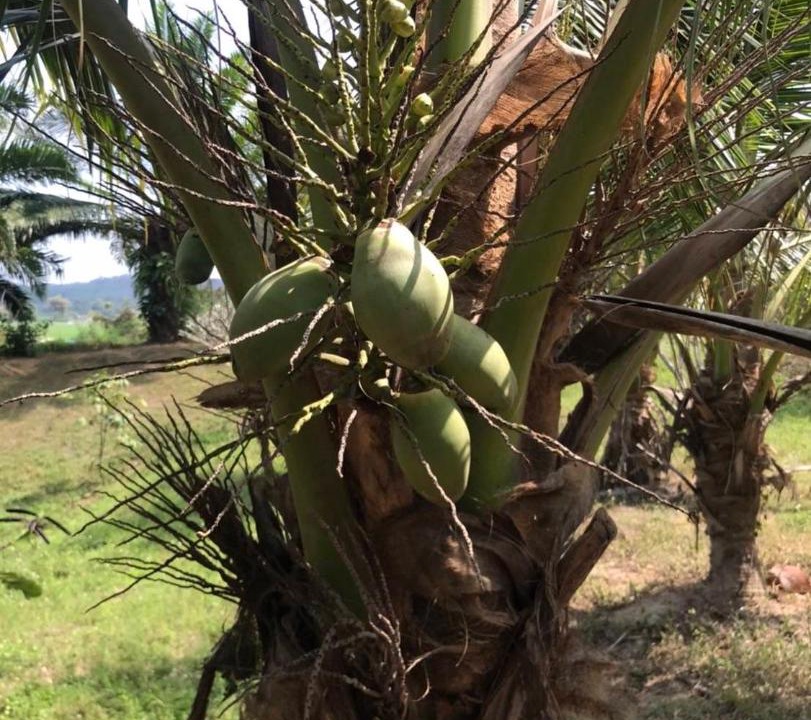 Photo of Outdoor in Mae Rim