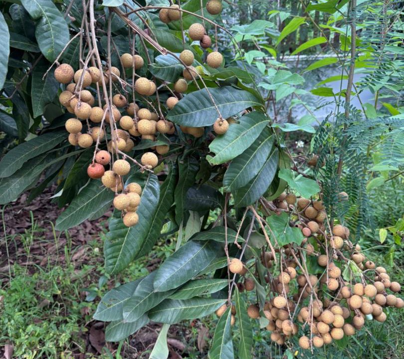 Photo of Others in Wiang Chai