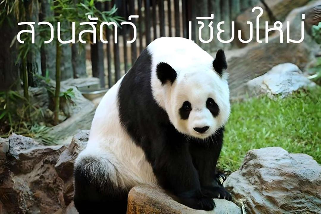Photo of Others in Chang Phueak