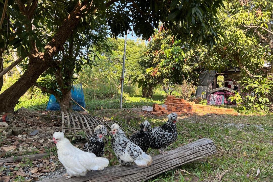 Photo of Others in Doi Saket