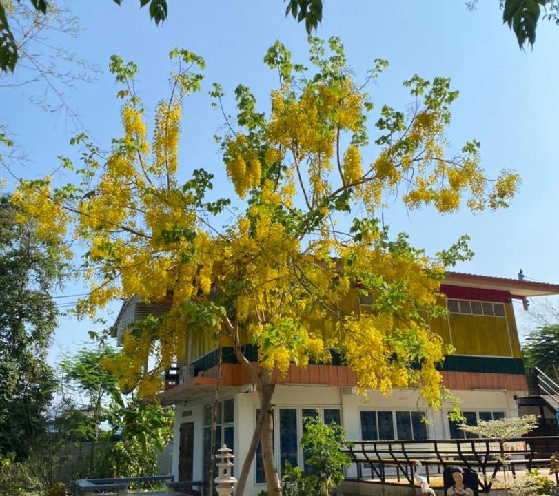 Photo of Others in Phichai