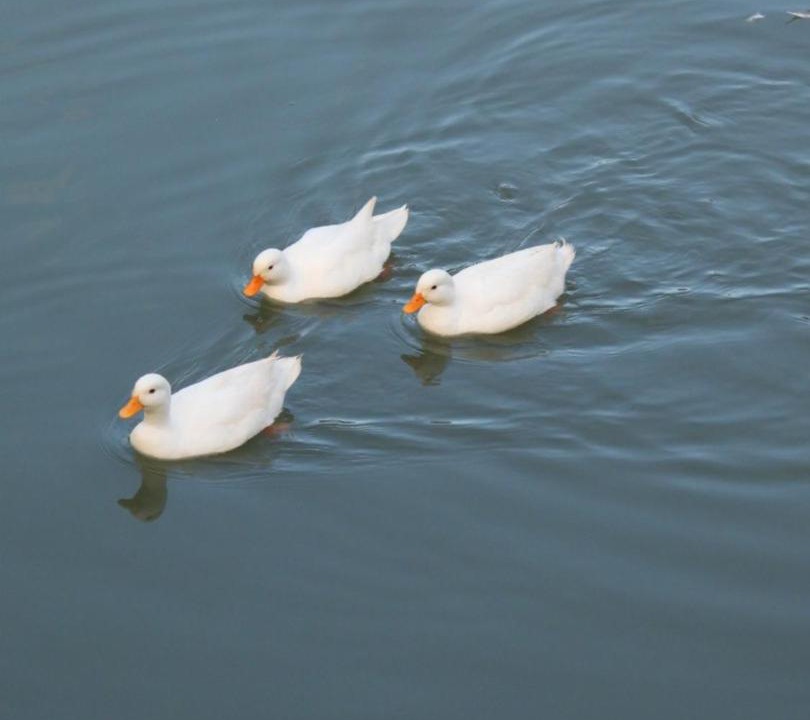 Photo of Others in On Klang