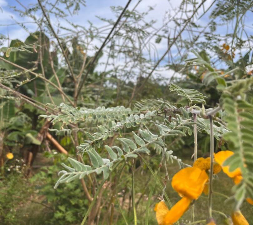 Photo of Outdoor in Thong Pha Phum