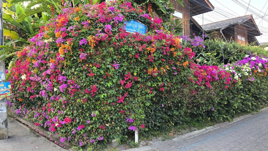Photo of Others in Sri Phum