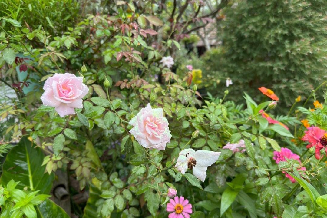 Photo of Outdoor in Bo Kluea