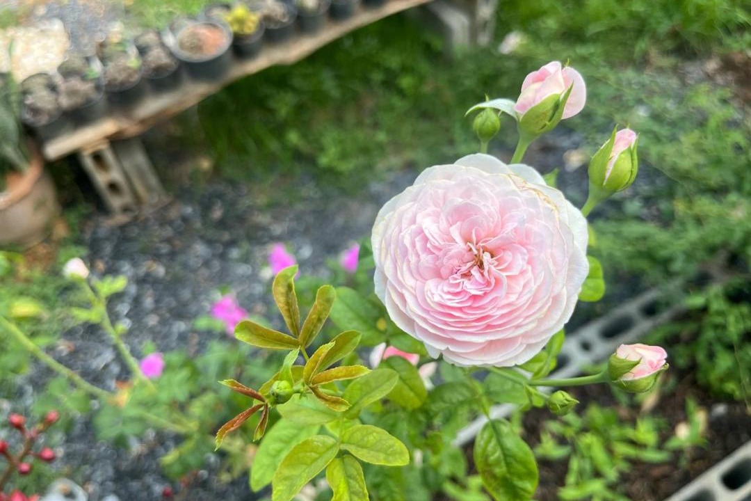 Photo of Outdoor in Thung Saliam