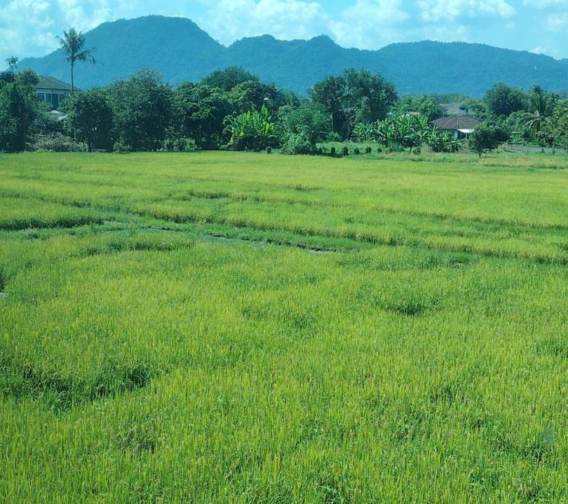 Photo of Others in Chiang Rai