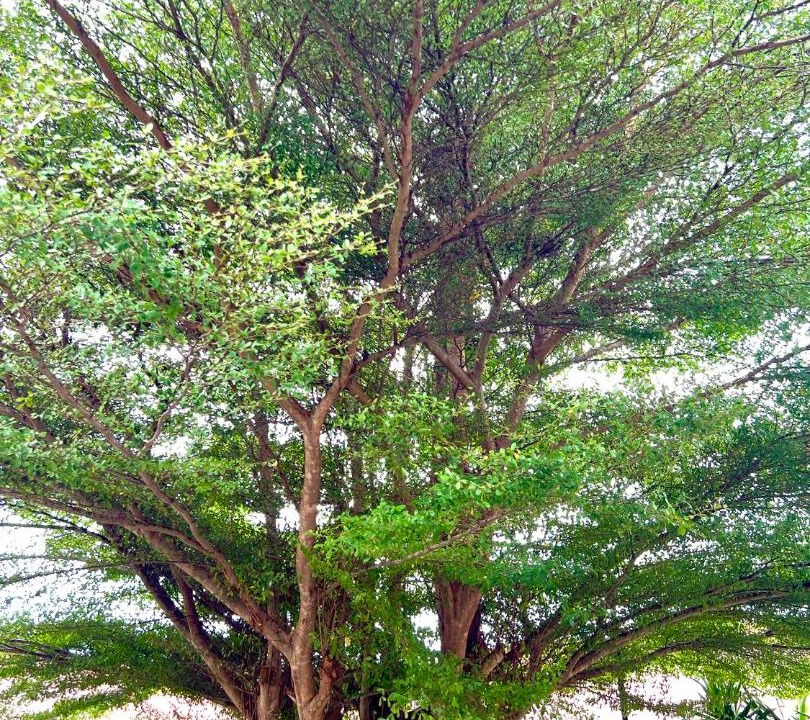 Photo of Outdoor in Lamai