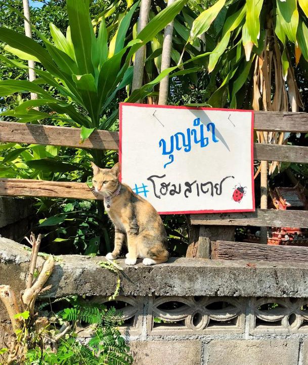 Photo of Others in Mae Tha