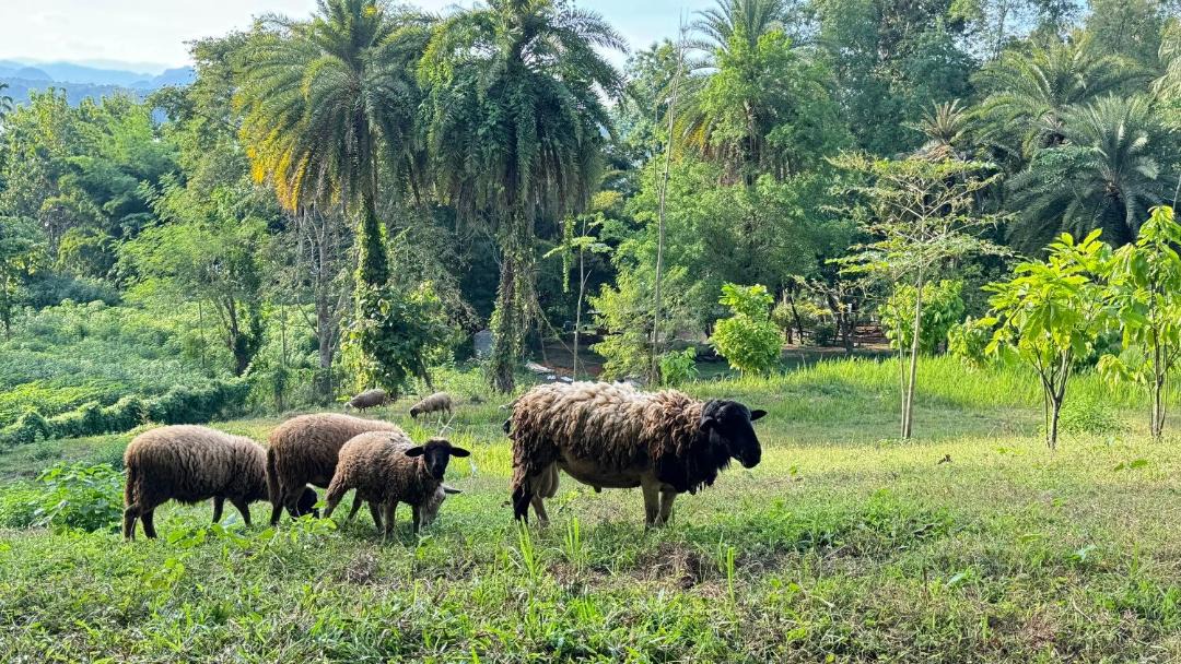 Photo of Others in Thong Pha Phum