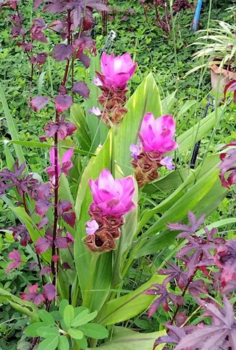 Photo of Outdoor in Phakdi Chumphol