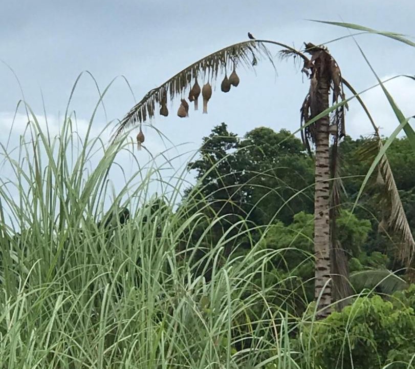 Photo of Others in Chiang Dao
