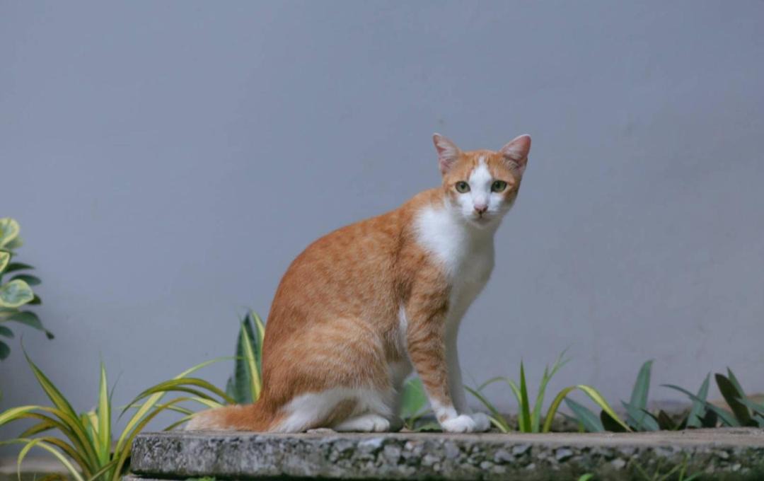 Photo of Others in Chawang