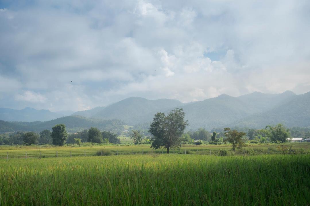 Photo of Others in Pai