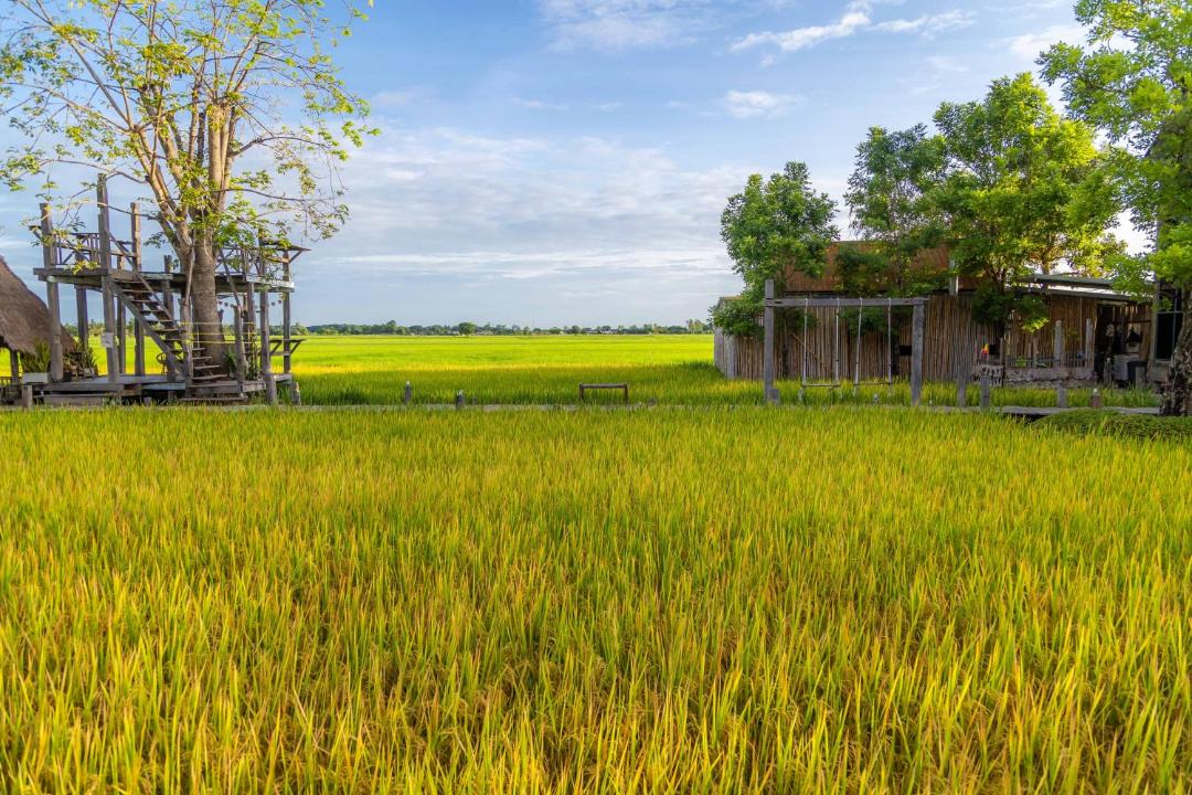 Photo of Others in Phitsanulok