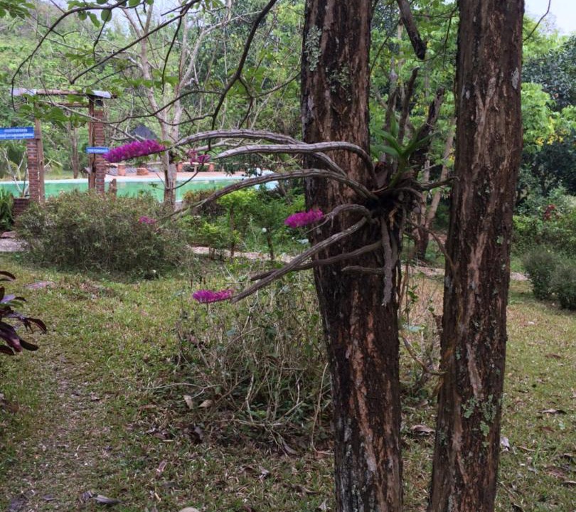 Photo of Others in Mueang Pan