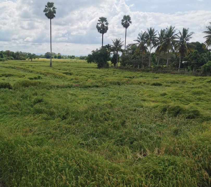 Photo of Others in Sikhio