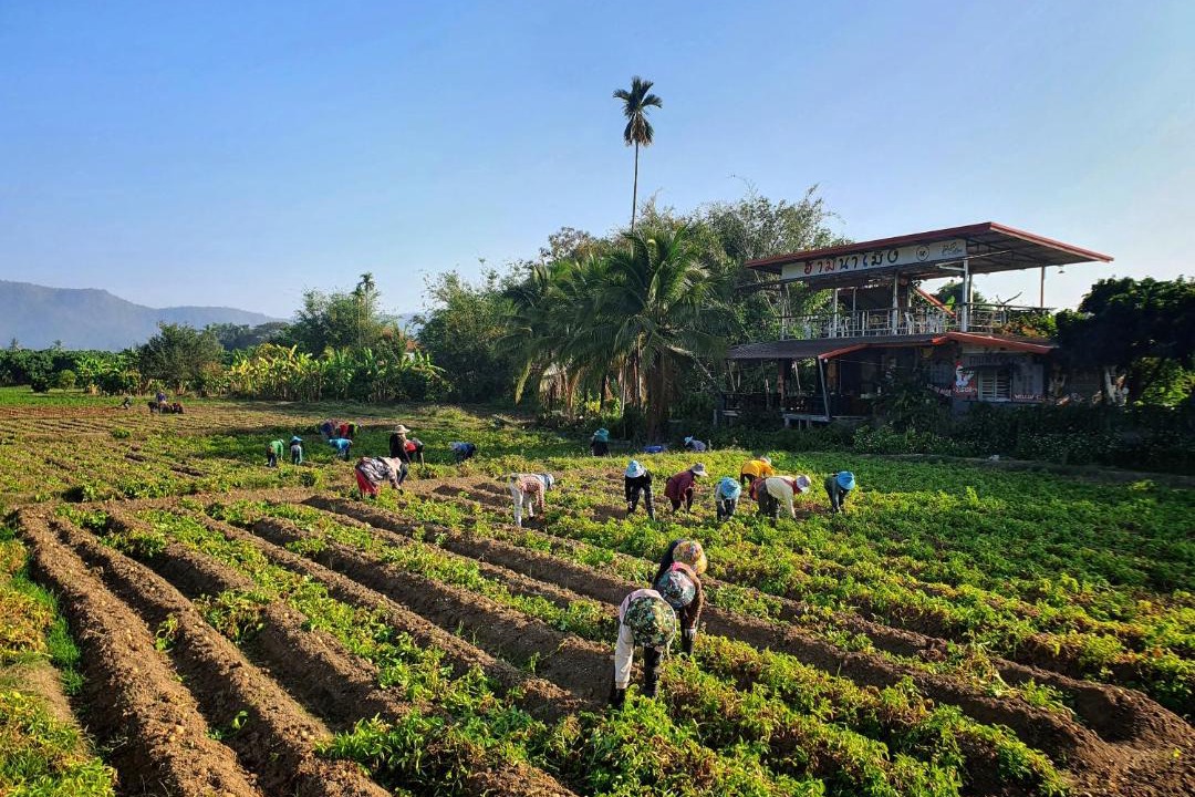 Photo of Others in Phrao